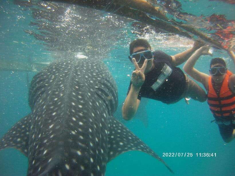 Cebu: Whale Shark, Monkey Sanctuary & Turtle Snorkeling Tour - Monkey sanctuary stop: the calmer wildlife moment you will appreciate