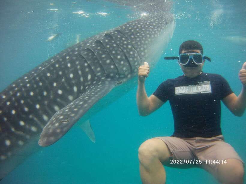 Cebu: Whale Shark, Monkey Sanctuary & Turtle Snorkeling Tour - Moalboal snorkeling: turtles in the water and the sardines run highlight