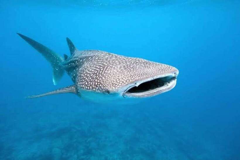 Cebu: Whale Shark, Monkey Sanctuary & Turtle Snorkeling Tour - What’s included, what you must bring, and why it matters