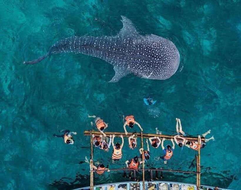 Cebu: Whale Shark, Monkey Sanctuary & Turtle Snorkeling Tour - Group size, comfort, and the role of the guide