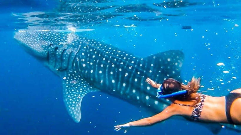 Cebu: Whale Shark, Monkey Sanctuary & Turtle Snorkeling Tour - Morning logistics: pickup options, timing, and where you end up