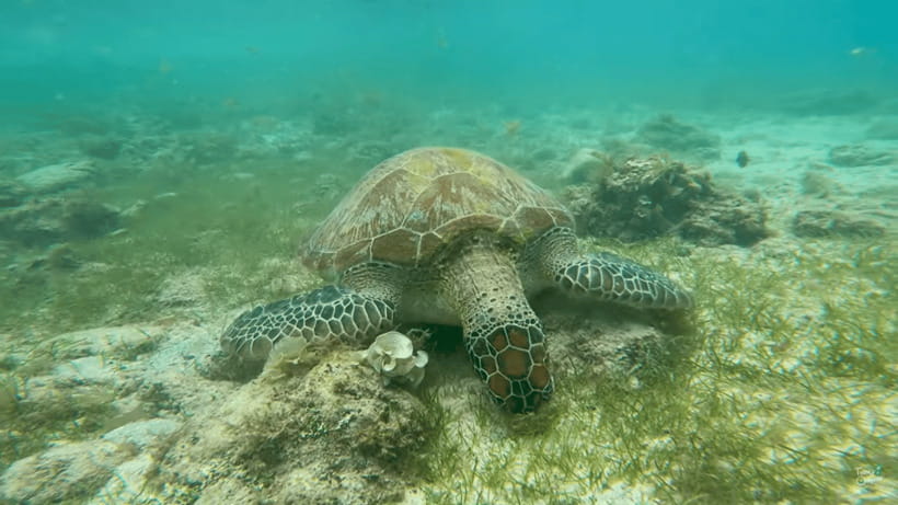Cebu: Whale Shark Oslob and Moalboal Snorkeling Adventure - Key highlights worth planning for