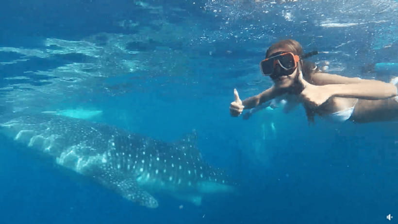 Cebu: Whale Shark Oslob and Moalboal Snorkeling Adventure - Why Oslob whale sharks and Moalboal snorkeling fit together so well