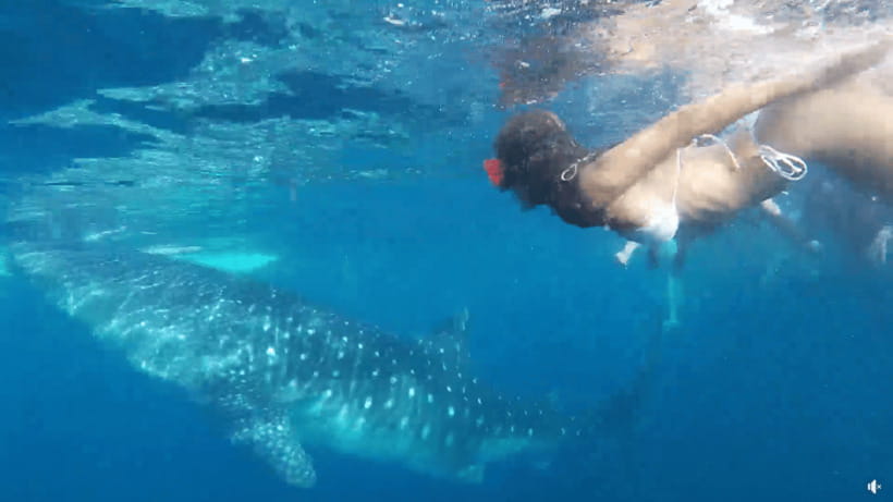 Cebu: Whale Shark Oslob and Moalboal Snorkeling Adventure - Whale shark watching at Oslob: rules, timing, and what you should expect