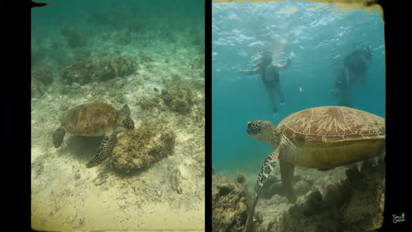 Cebu: Whale Shark Oslob and Moalboal Snorkeling Adventure - Price and value: is $119 a smart deal for this Cebu combo?