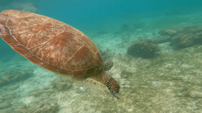 Cebu: Whale Shark Oslob and Moalboal Snorkeling Adventure - Eco-conscious tourism and how to keep this experience respectful