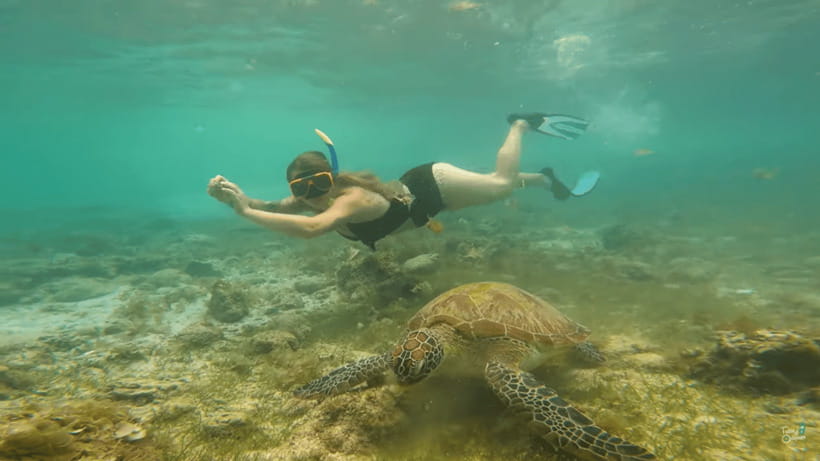 Cebu: Whale Shark Oslob and Moalboal Snorkeling Adventure - The early pickup and drive: what 2 a.m. really means