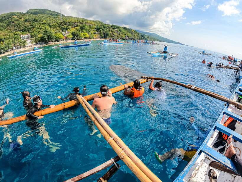 Cebu: Whale Shark Snorkeling & Kawasan Canyoning Tour - Should you book this Cebu whale shark and Kawasan canyoning tour?