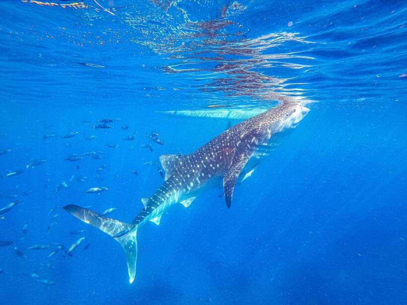 Cebu: Whale Shark Snorkeling & Kawasan Canyoning Tour - Whale sharks in Oslob, up close without swim skills