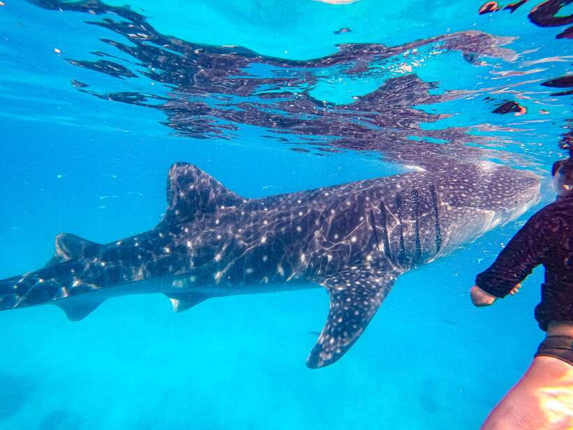 Cebu: Whale Shark Snorkeling & Kawasan Canyoning Tour - Guide quality and the small-group advantage