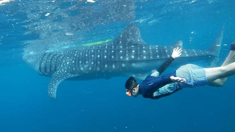 Cebu: Whale Shark Swim and Kawasan Canyoneering Tour - Key Points I’d Bookmark Before You Go
