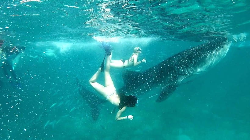 Cebu: Whale Shark Swim and Kawasan Canyoneering Tour - FAQ