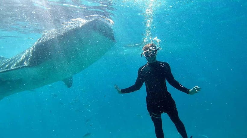 Cebu: Whale Shark Swim and Kawasan Canyoneering Tour - Lunch at Ambak Seaview Campsite, a Real Reset After the Work