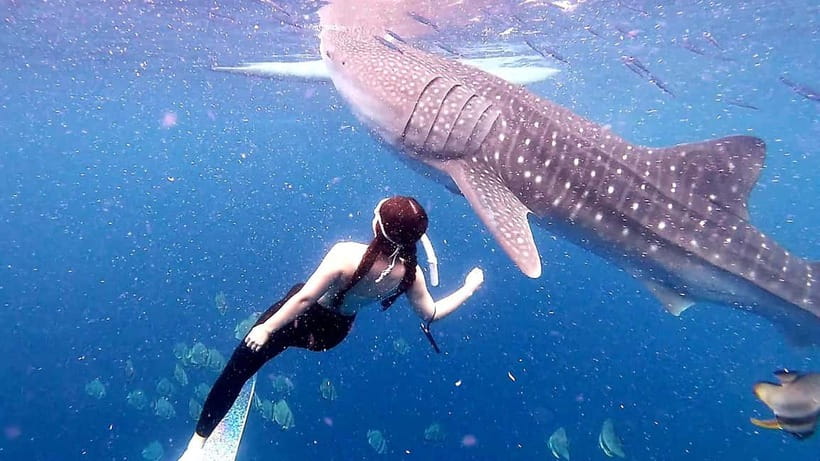 Cebu: Whale Shark Swim and Kawasan Canyoneering Tour - Ethics and Practical Reality of Whale Shark Swimming in Oslob