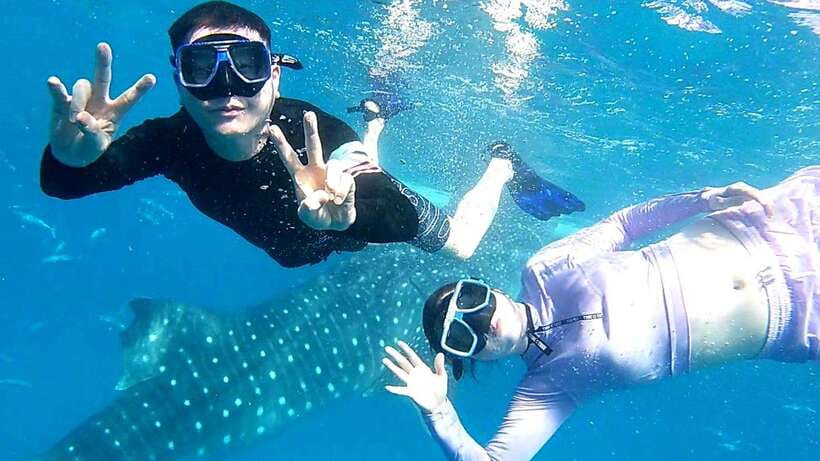 Cebu: Whale Shark Swim, Kawasan Falls & Moalboal Sardine Run - A Full-Plate Cebu Day: Whale Sharks, Falls, and the Sardine Run
