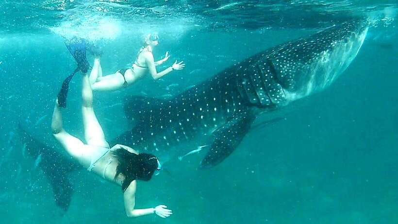 Cebu: Whale Shark Swim, Kawasan Falls & Moalboal Sardine Run - Getting There Early: Pickup Times and a 12-Hour Rhythm