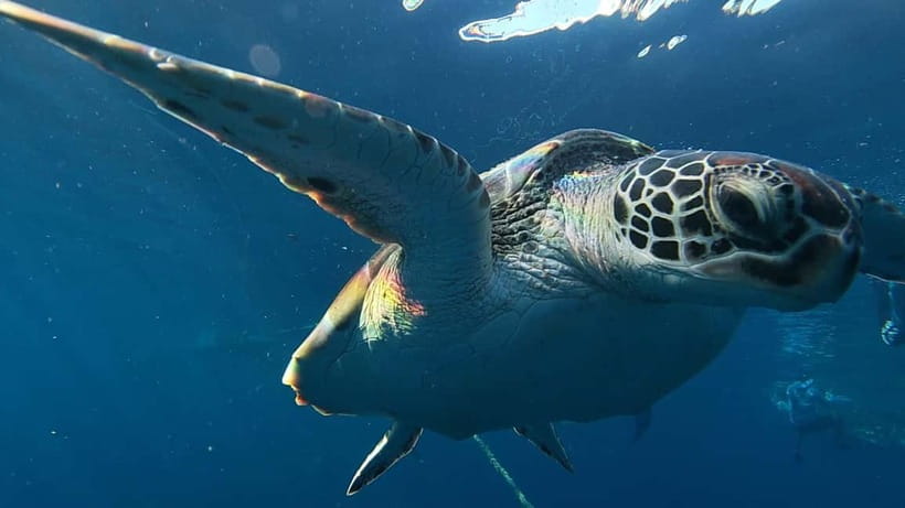 Cebu: Whale Shark Swim, Kawasan Falls & Sardine Run - Key highlights to expect (and why they matter)