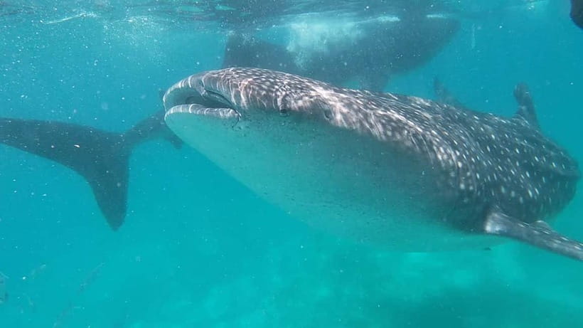 Cebu: Whale Shark Swim, Kawasan Falls & Sardine Run - Why this Cebu day feels like three trips in one