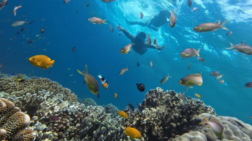 Cebu: Whale Shark Swim, Kawasan Falls & Sardine Run - Whale shark swim in Oslob: what the 30–60 minutes really takes