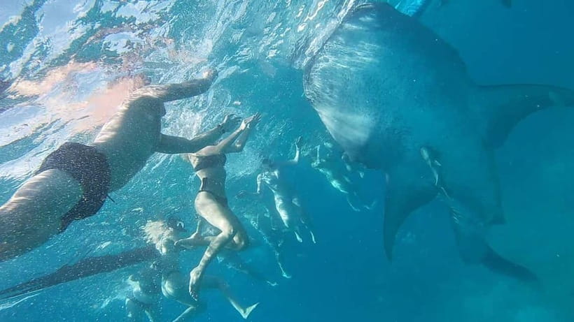 Cebu: Whale Shark Swim, Kawasan Falls & Sardine Run - Kawasan Falls in Badian: swim time plus the slippery-stone reality