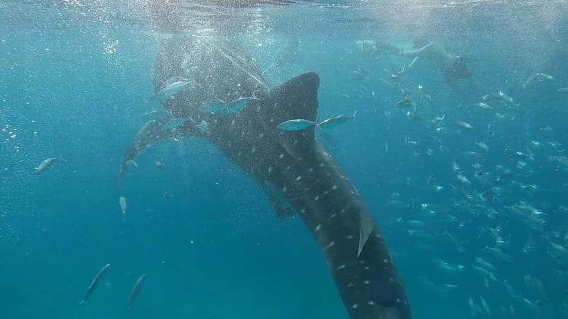 Cebu: Whale Shark Swim, Kawasan Falls & Sardine Run - Moalboal Sardine Run snorkeling and turtle spotting odds