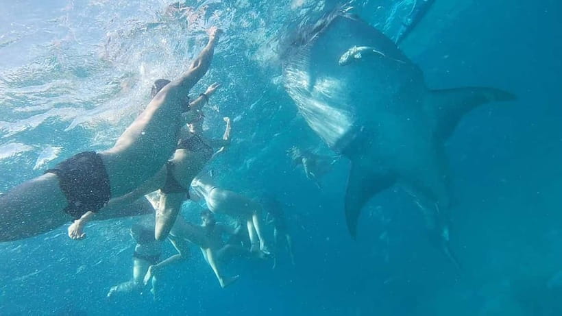 Cebu: Whale Shark Swim, Kawasan Falls & Sardine Run - Price and what you actually get for $135