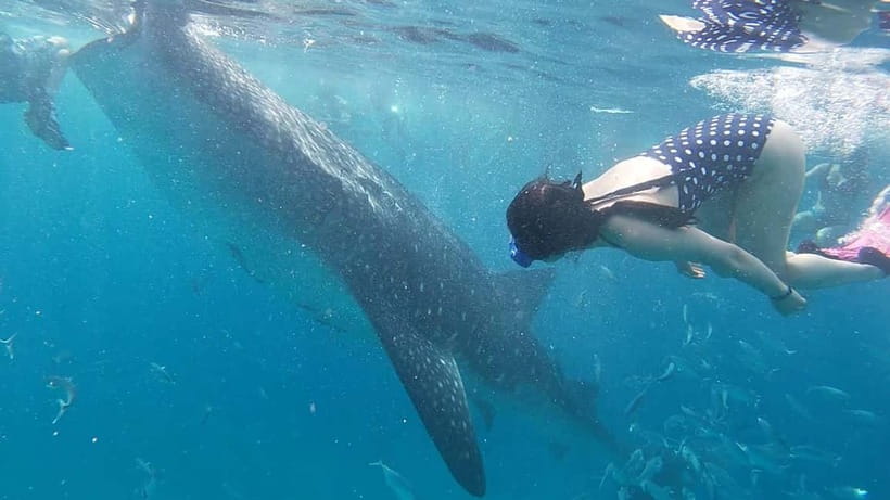 Cebu: Whale Shark Swim, Kawasan Falls & Sardine Run - Practical tips so your day feels smoother