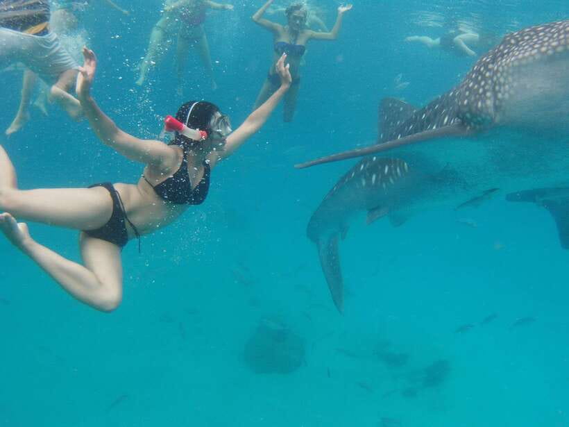 Cebu Whale Shark Swimming & Kawasan Canyoneering Group Tour - Oslob whale shark time: what you’ll actually be doing