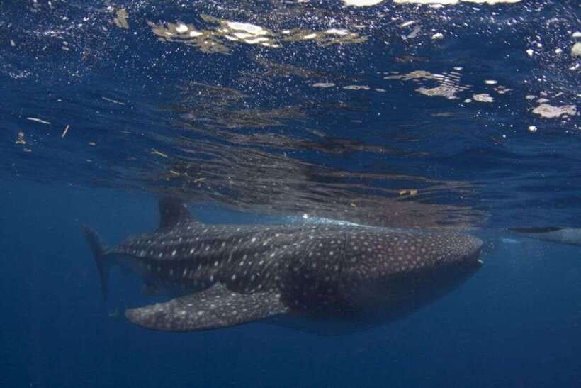 Cebu: Whale Shark Swimming, Sumilon Island and Kawasan Falls - Why this South Cebu trio works as a 12-hour plan