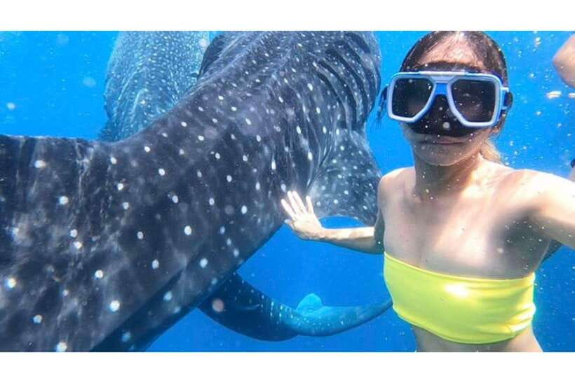 Cebu:Whale Shark, Waterfall, and Sardine Run Group Tour+Meal - Key points to know before you go