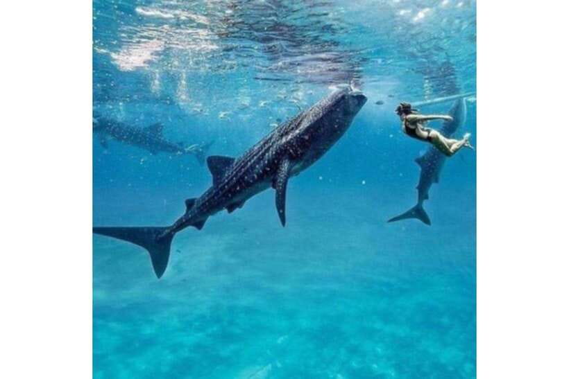 Cebu:Whale Shark, Waterfall, and Sardine Run Group Tour+Meal - Oslob Whale Sharks: What You Actually Do in the Water