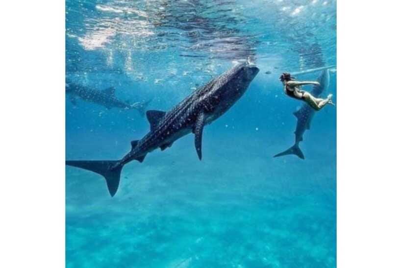 Cebu:Whale Shark, Waterfall, and Sardine Run Group Tour+Meal - Breakfast, Photos, and the On-Ramp to Inambakan Falls