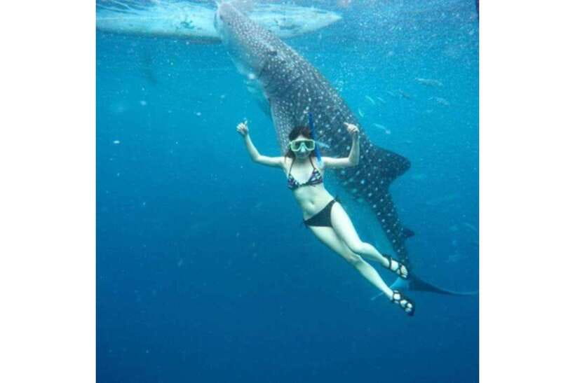 Cebu:Whale Shark, Waterfall, and Sardine Run Group Tour+Meal - Group Size, Timing, and When You Might Feel Rushed