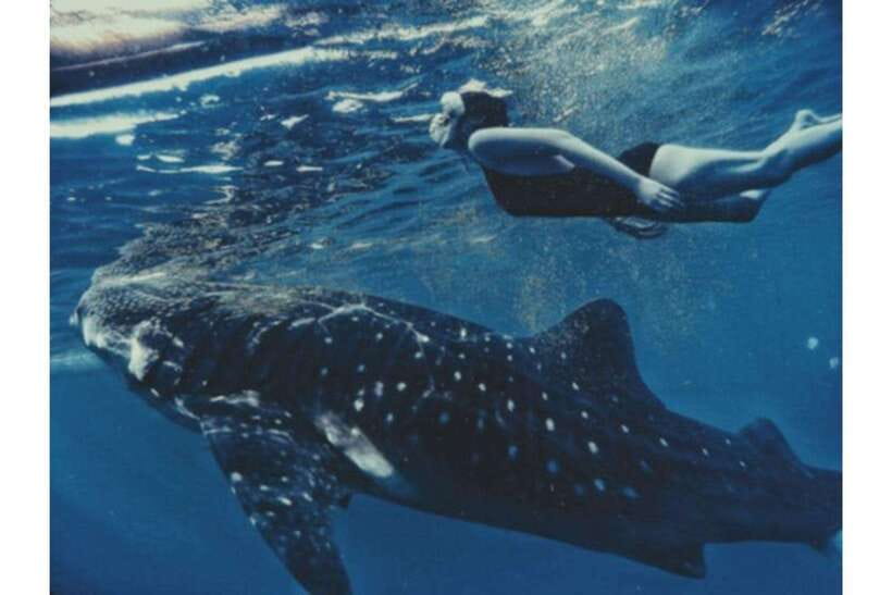 Cebu:Whale Shark, Waterfall, and Sardine Run Group Tour+Meal - What to Bring, What Not to Bring, and Water Comfort Tips
