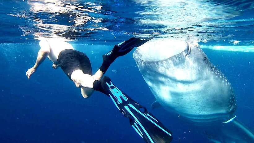 Cebu: Whale Sharks, Ka-Treasure Water Terraces & Simala Tour - The 2 am pickup: your biggest energy test