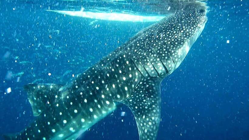 Cebu: Whale Sharks, Ka-Treasure Water Terraces & Simala Tour - Breakfast stop and break time: keep it simple, keep it moving