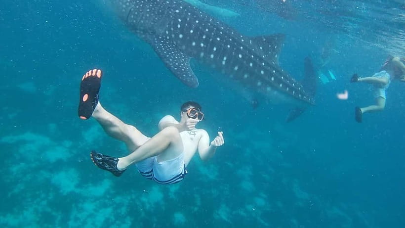 Cebu: Whale Sharks, Kawasan Falls, & Sardines Run Snorkeling - Moalboal Sardines Run and turtle snorkeling: one of Cebu’s most visual underwater shows