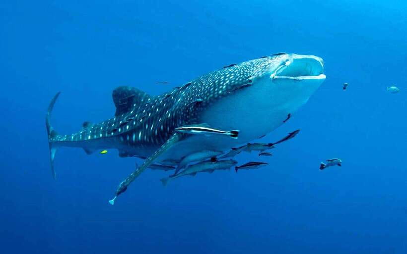 Cebu: Whale Sharks, Tumalog Falls, and Monkey Sanctuary Tour - Key things I’d zero in on before you book