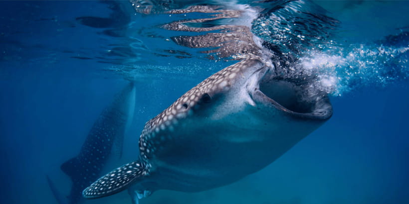 Cebu: Whale Sharks, Tumalog Falls, and Monkey Sanctuary Tour - Oslob in a 12-hour day, and what the small-group format really changes