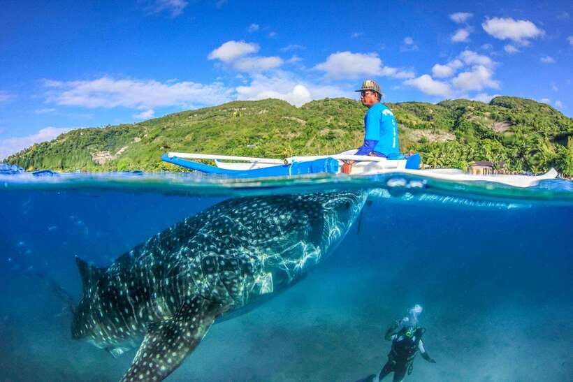Cebu: Whale Sharks, Tumalog Falls, and Monkey Sanctuary Tour - Tumalog Falls swimming, the waterfall vibe, and a real-world Plan B