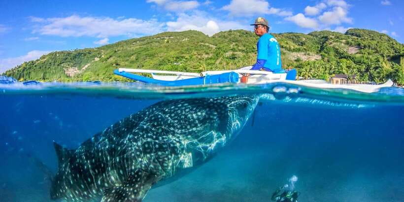 Cebu: Whale Sharks, Tumalog Falls, and Monkey Sanctuary Tour - Brunch, lunch, and the coconut moment that keeps the day grounded