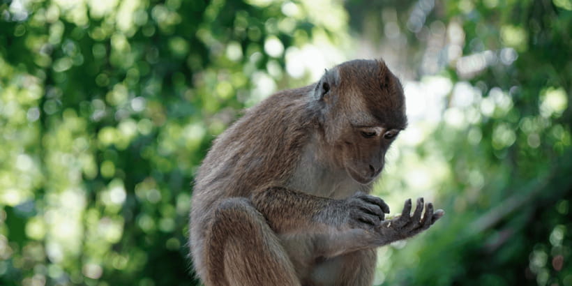 Cebu: Whale Sharks, Tumalog Falls, and Monkey Sanctuary Tour - Logistics you should plan for: time, transport, and comfort