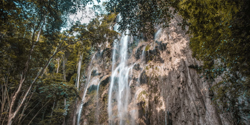 Cebu: Whale Sharks, Tumalog Falls, and Monkey Sanctuary Tour - Who this tour suits best, and who should think twice