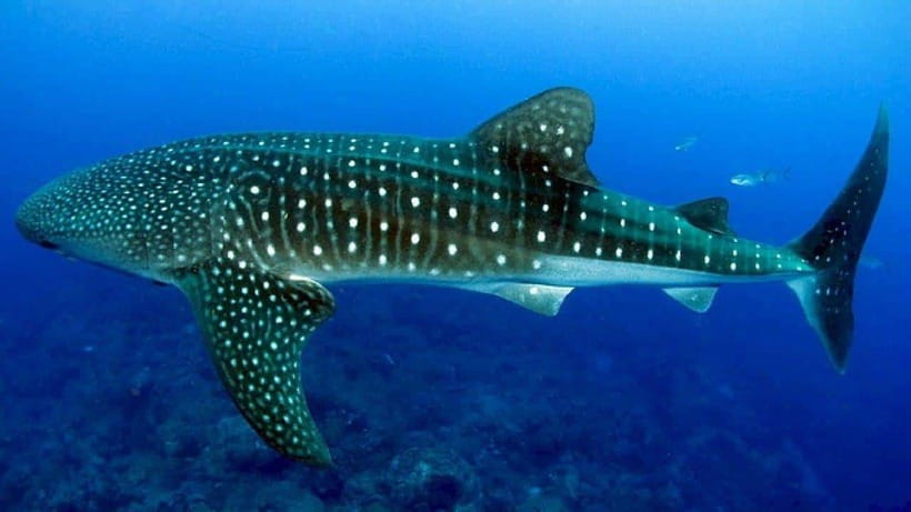 Cebu: Whaleshark Encounter, Sumilon Sandbar & Tumalog Falls - A 14-hour Cebu route that strings together three nature hits