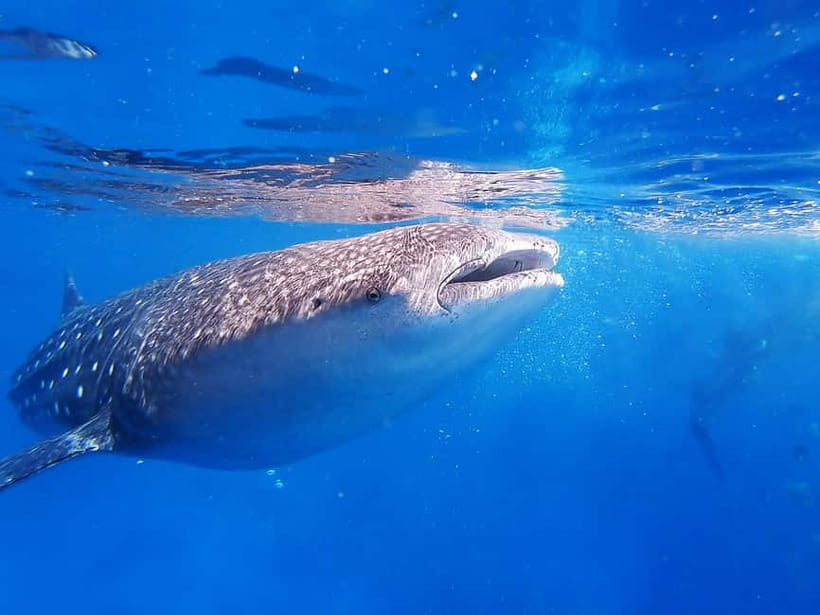 Cebu: Whaleshark Encounter, Sumilon Sandbar & Tumalog Falls - Tumalog Falls: the rainforest reset with a motorcycle ride
