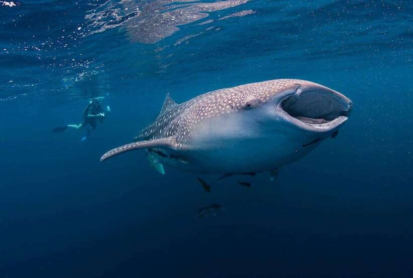 Cebu: Whaleshark Encounter, Sumilon Sandbar & Tumalog Falls - Oslob whale shark watching: close, calm, and managed