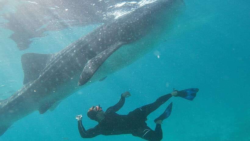 Cebu: Whaleshark Encounter, Tumalog Falls & Sumilon Sandbar - Key things you’ll notice right away