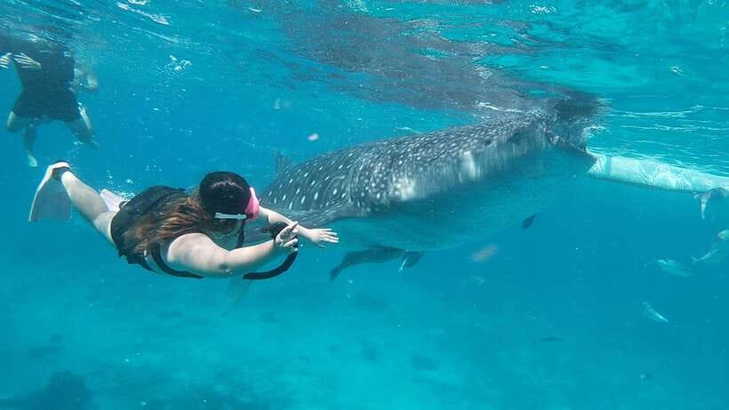 Cebu: Whaleshark Encounter, Tumalog Falls & Sumilon Sandbar - Oslob whale shark swim: the moment, the safety rhythm, and the timing
