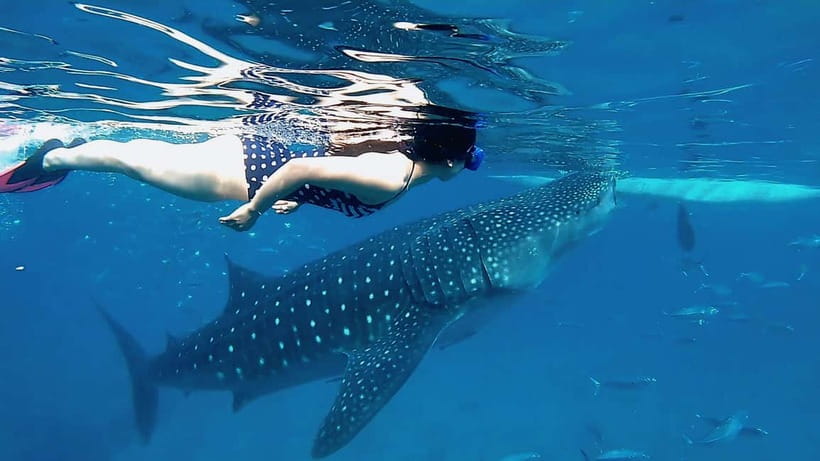 Cebu: Whaleshark Swimming & Kawasan falls Canyoneering Tour - Why This Cebu Combo Works So Well