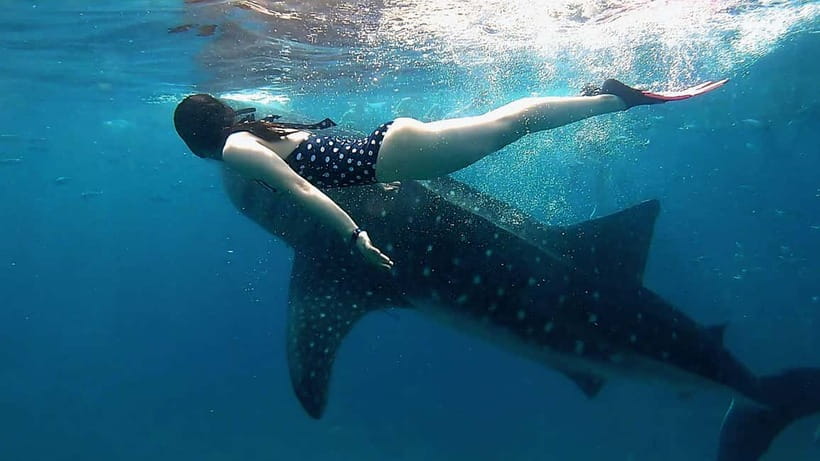 Cebu: Whaleshark Swimming & Kawasan falls Canyoneering Tour - Oslob Whale Sharks: What the Priority Number Actually Buys You
